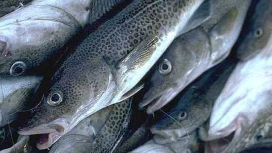 Ученые: Затопленное в Балтийском море оружие вызывает мутацию рыб - Литва и страны Балтии
