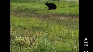Медведь прогулялся по Турмантасу