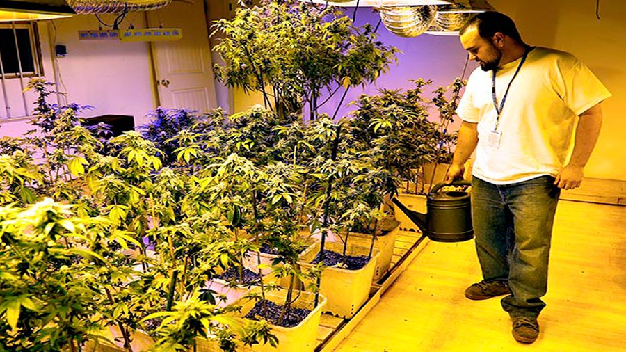 В Колорадо обнародован первый отчёт о налогах с продаж марихуаны - В Мире