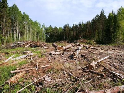 Сейм Литвы принял вето президента на закон о застройках в лесу

                 - Литва и страны Балтии