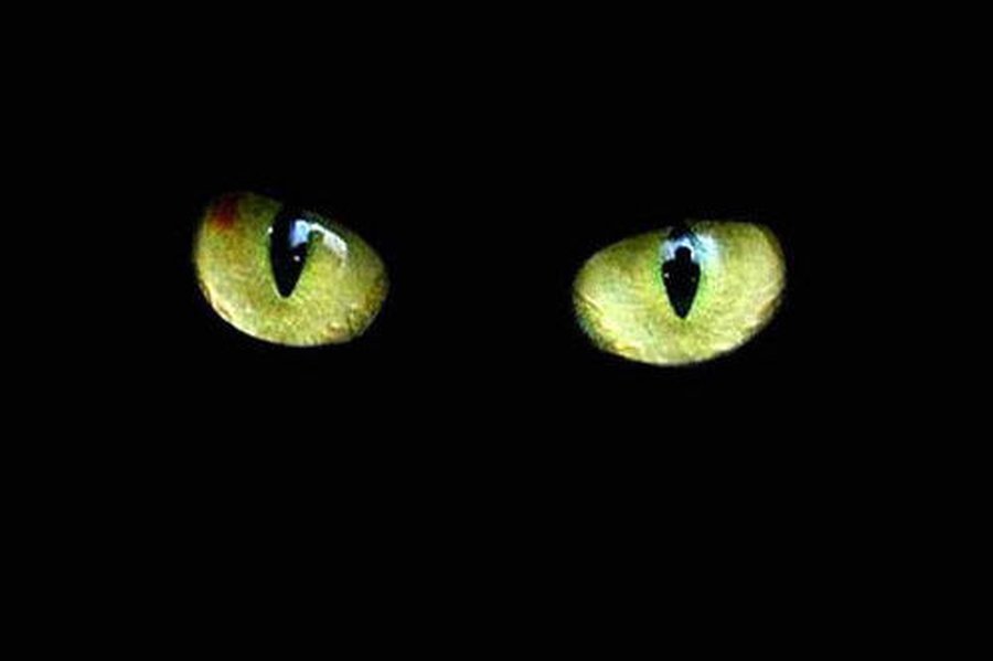 Почему у кошек ночью светятся глаза? - Наука и здоровье