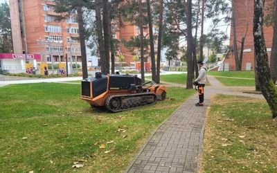 До 16 октября в Висагинасе удаляют пни на десяти улицах и аллеях - В Висагинасе