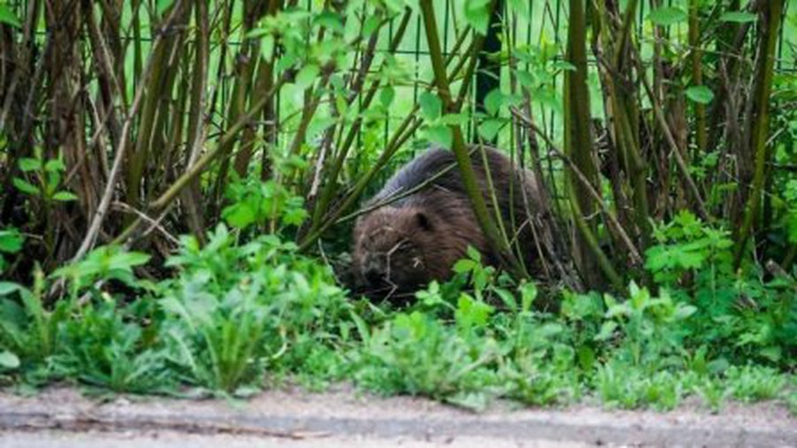 Į Vilniaus gimnaziją atklydęs bebras užpuolė katiną - Lietuva ir Baltijos šalys
