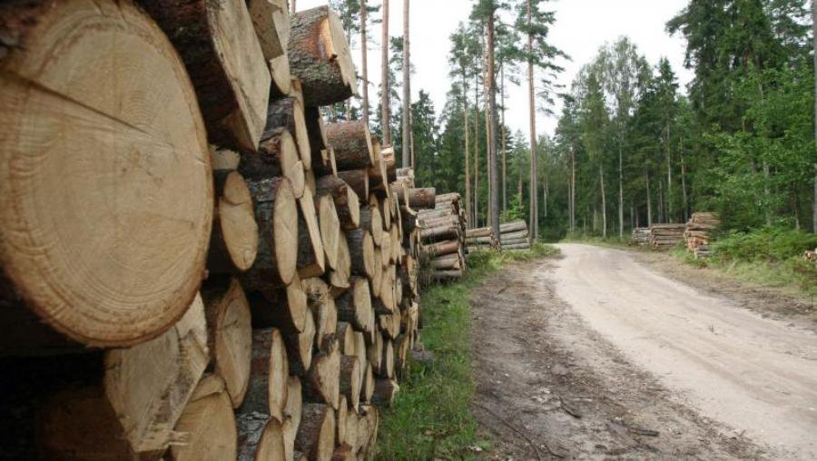 Šiemet nustatyta arti trijų šimtų neteisėtų miško kirtimų  - Lietuva ir Baltijos šalys